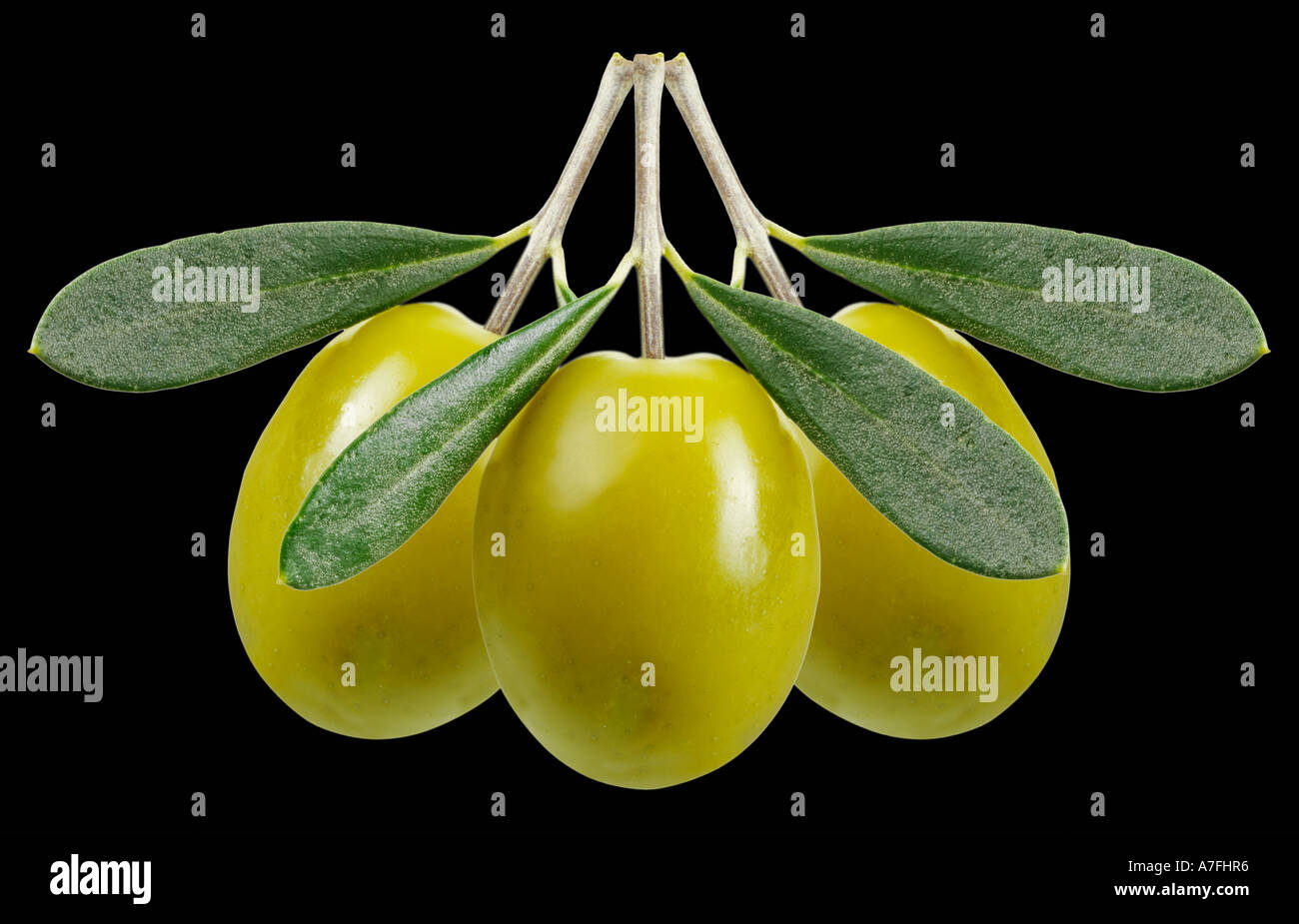 Trois OLIVES VERT SUR NOIR Banque D'Images