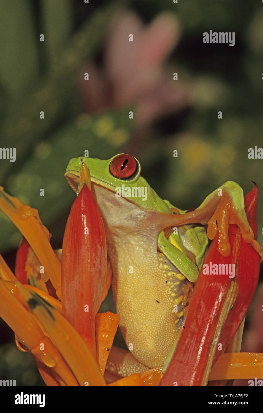 Le Costa Rica, l'Accouplement Red-eyed Tree Frog agalychnis callidryas Banque D'Images