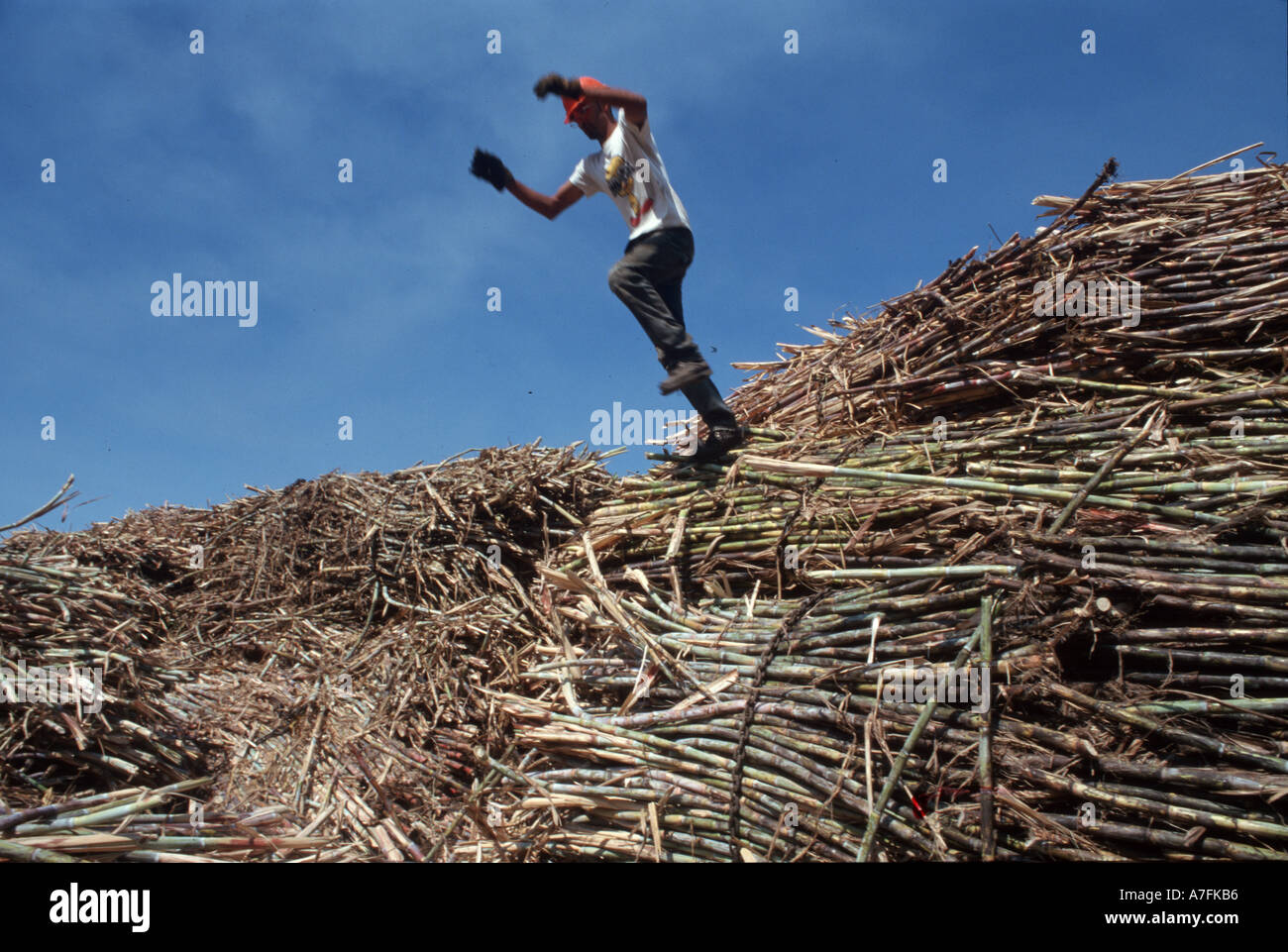 Costa Rica, Grecia, récolte de sucre de raffinage et de production. Banque D'Images