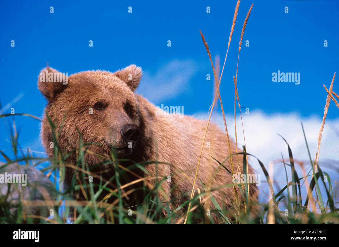 Ours brun, Ursus arctos, péninsule de l'Alaska, l'Alaska, USA, Katmai National Park, l'ours brun dans l'habitat Banque D'Images