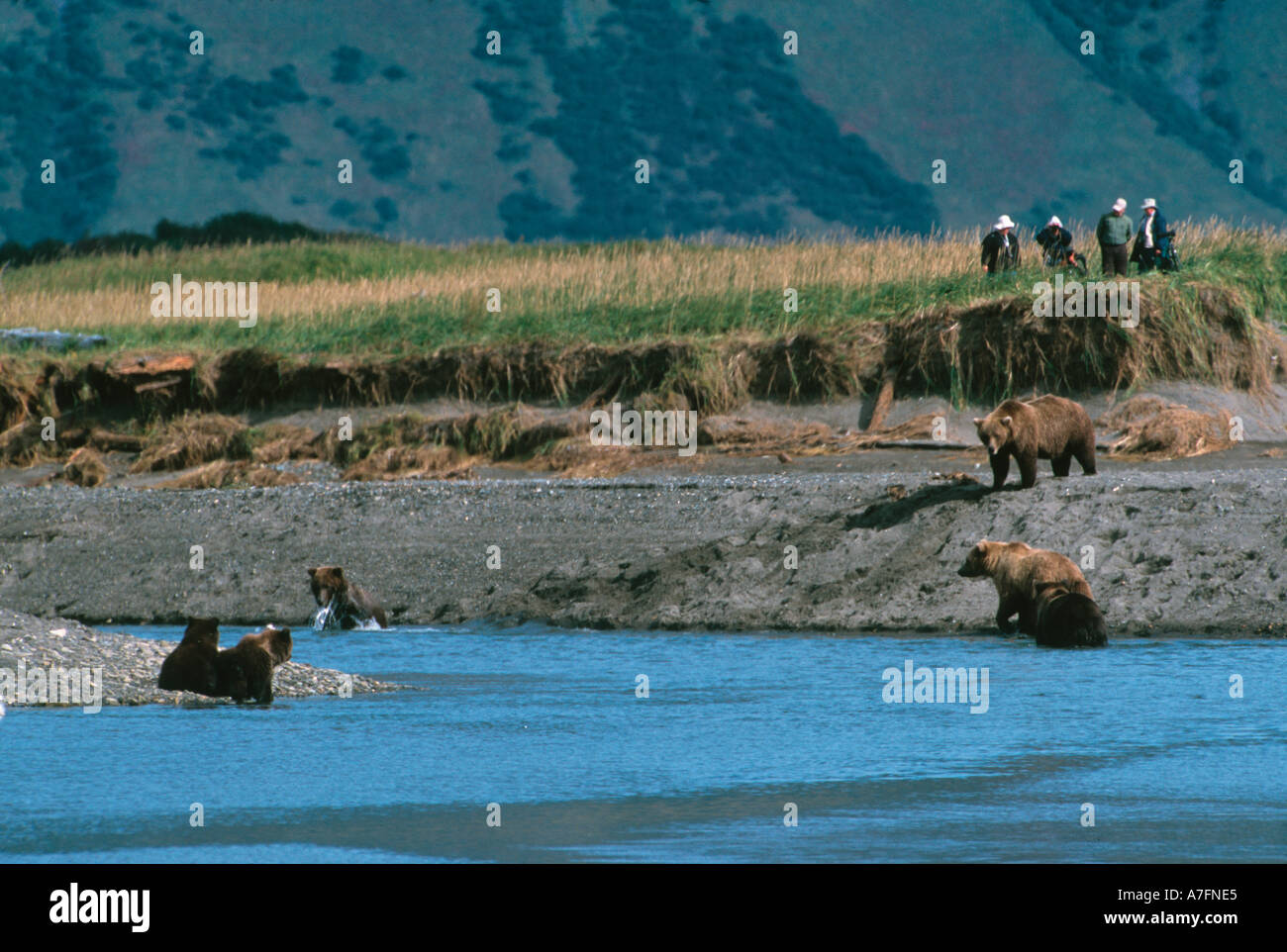 Photographier les photographes de l'ours brun, péninsule de l'Alaska, Katmai National Park, Alaska, USA Banque D'Images