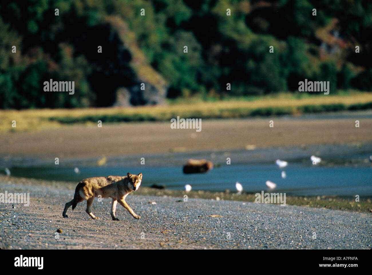 Le loup, le loup, Canis lupus, péninsule de l'Alaska, l'Alaska, le loup dans l'habitat Banque D'Images