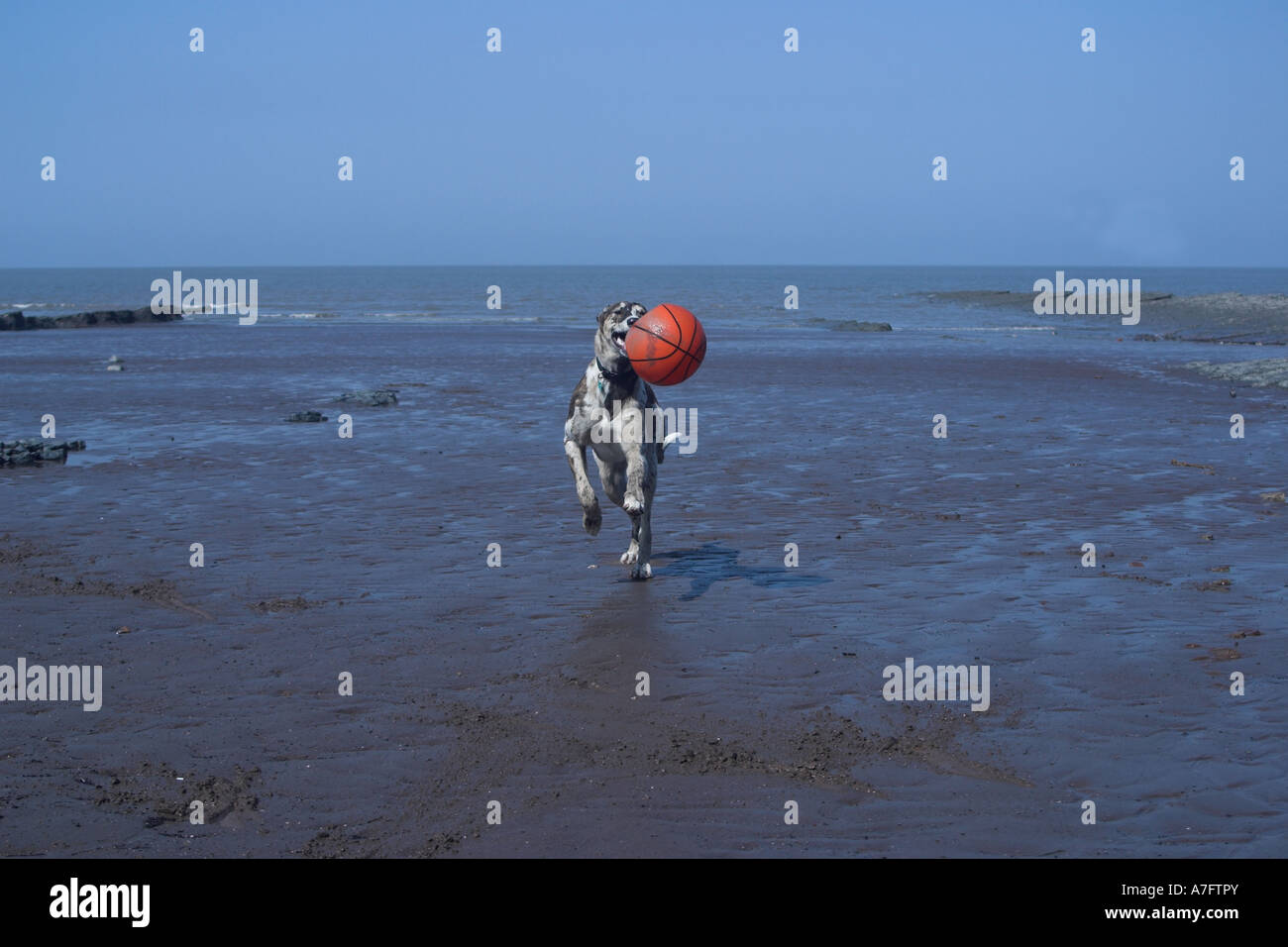 Lurcher chien qui court avec le ballon sur une plage. Le Somerset. L'Angleterre. Banque D'Images