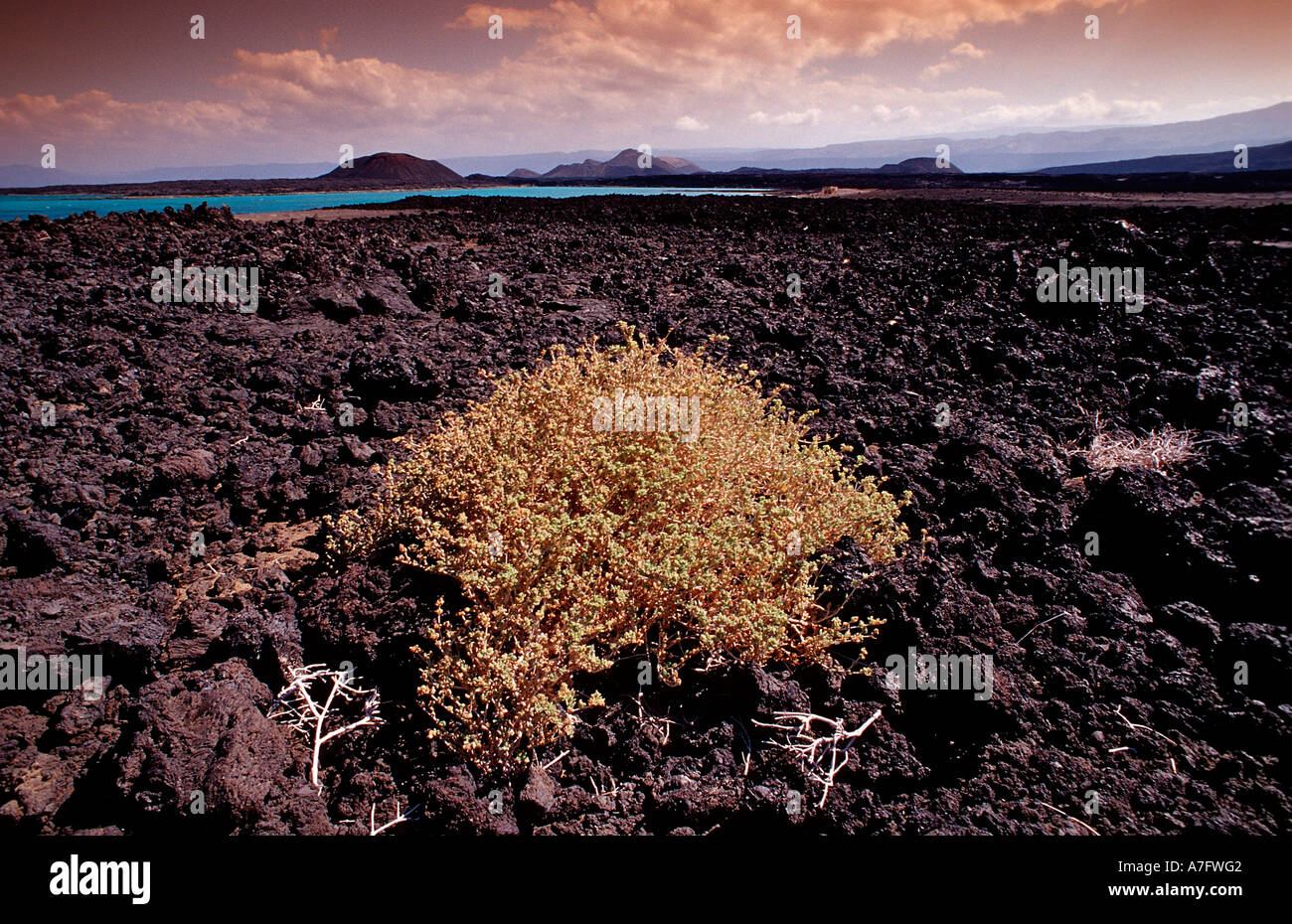 Les plantes dans le désert de l'Afrique Djibouti Djibouti Triangle Afar Banque D'Images