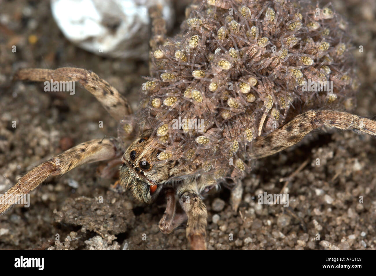 Wolf Spider Portant Son Bebe Sur Son Dos Lycosidae Est Des Etats Unis Photo Stock Alamy
