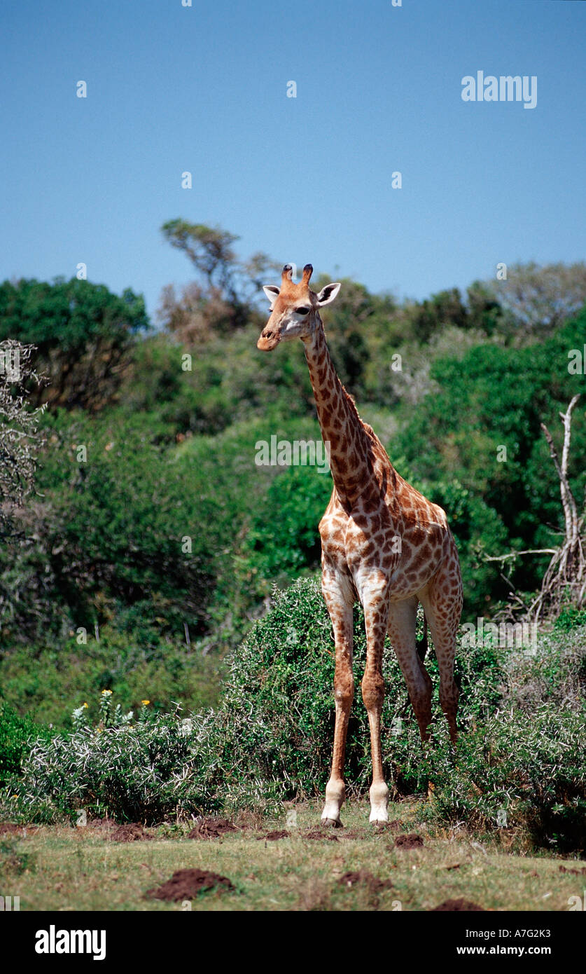 Girafe Giraffa camelopardalis Afrique du Sud Parc National Kruger Banque D'Images