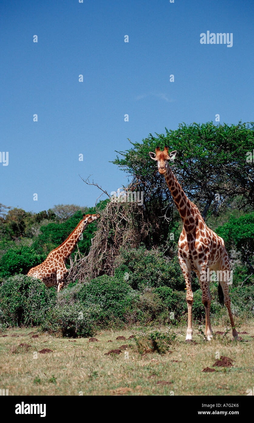Girafe Giraffa camelopardalis Afrique du Sud Parc National Kruger Banque D'Images
