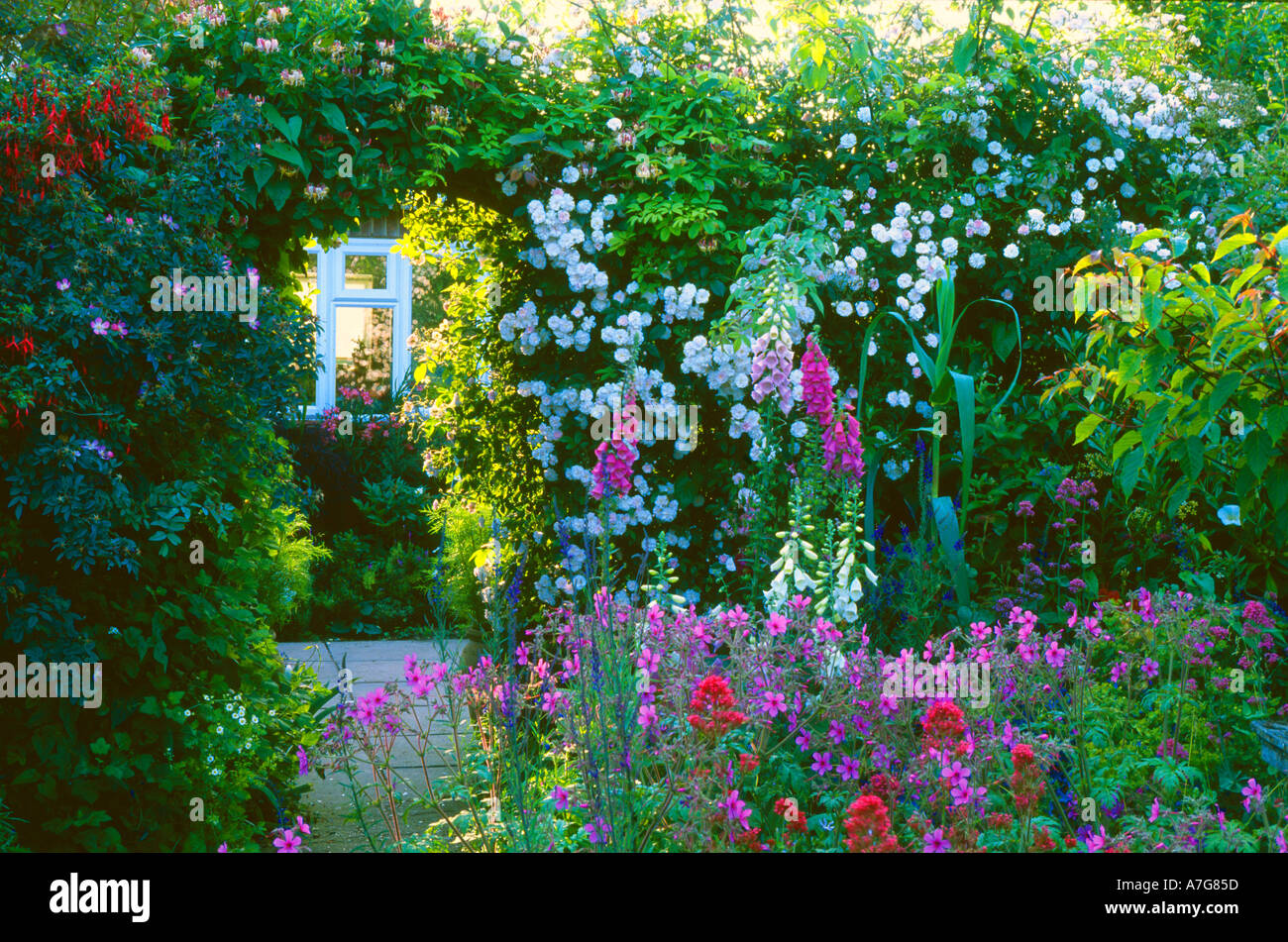 Chalet jardin Norfolk England UK Arch Trellis grimpeurs Rosa Paul Himalayan Musk érable parfumé géranium rosa valériane Banque D'Images
