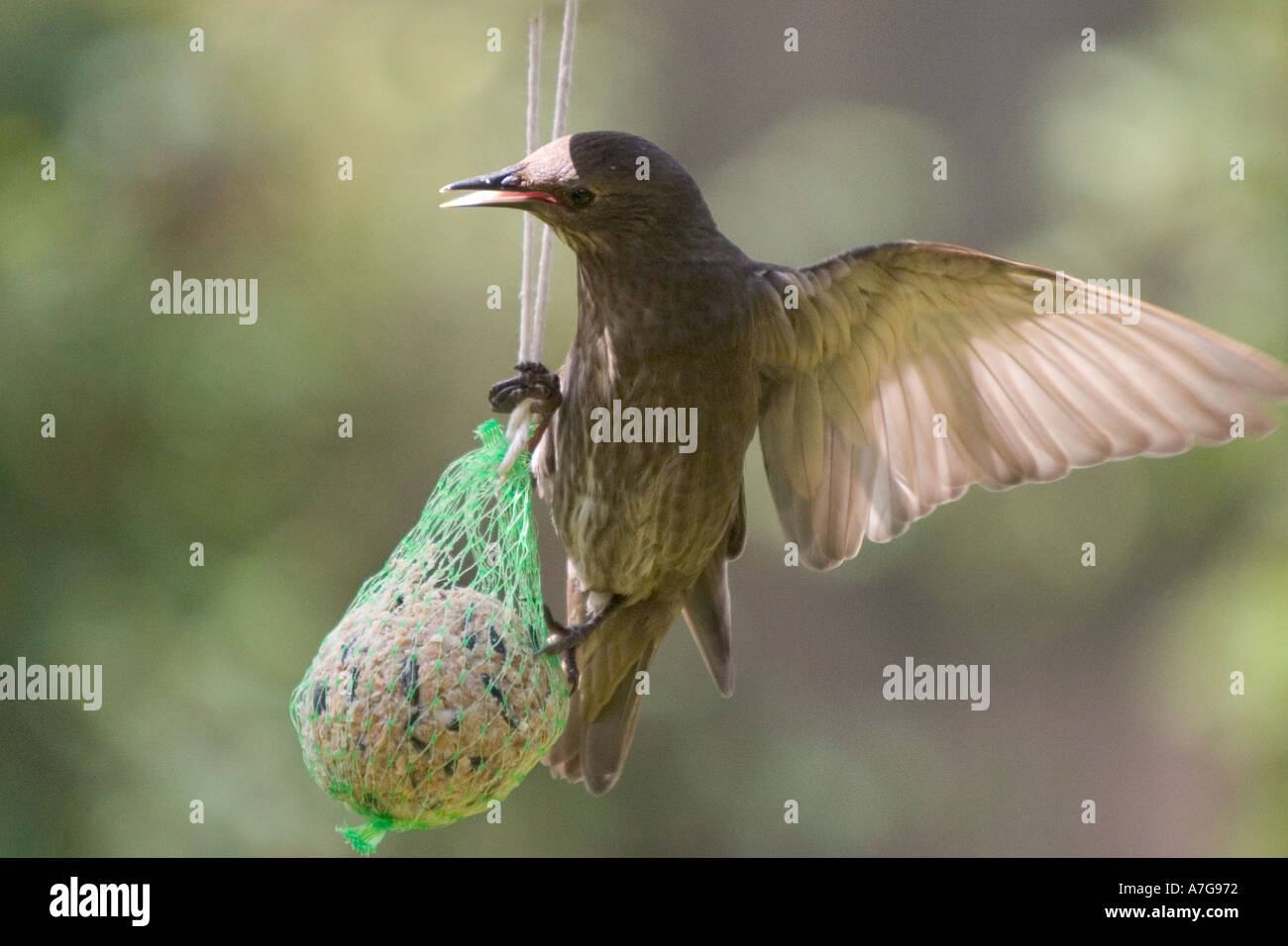 Jeune starling accrochant sur boule de graisse dans le jardin de banlieue Banque D'Images