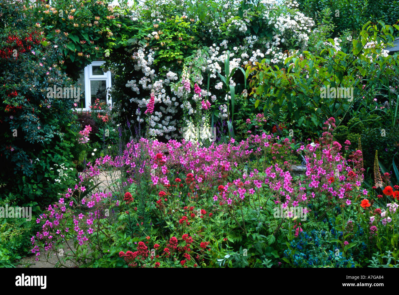 Chalet jardin avec Rosa 'PAUL'S Himalayan Musk' Banque D'Images