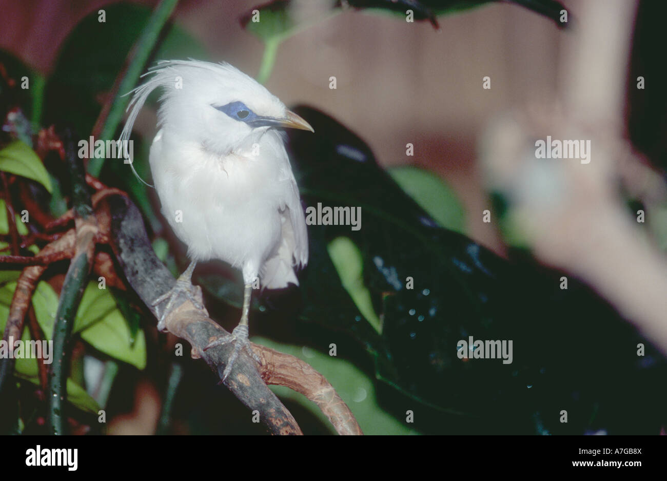 Rothschild ou Bali Mynah Leucospar rothschildi très menacé et unique aux forêts de l'ouest de Bali Indonésie Banque D'Images