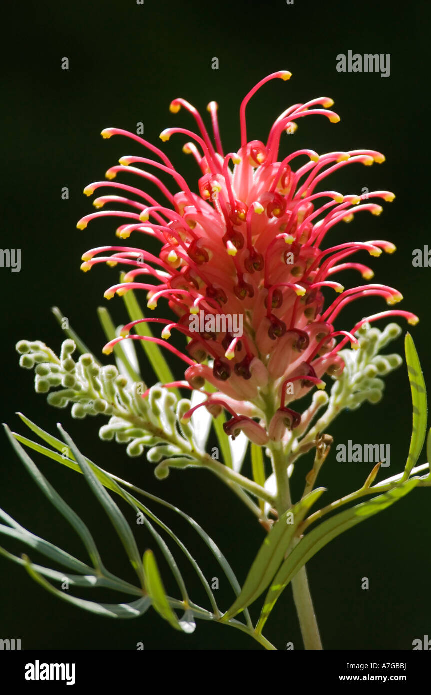 Une fleur rouge vif (Grevillea Banksii Kahili) famille des Proteaceae aka fleur araignée contre un fond noir. Banque D'Images