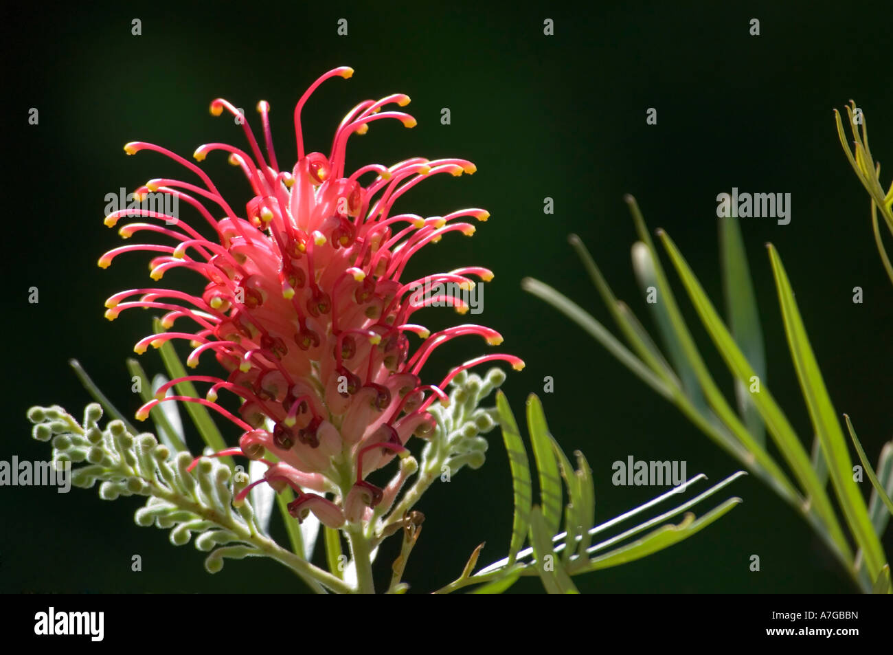 Une fleur rouge vif (Grevillea Banksii Kahili) famille des Proteaceae aka fleur araignée contre un fond noir. Banque D'Images