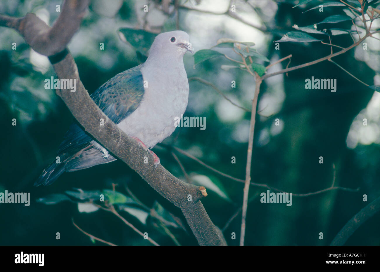 Green pigeon impérial Ducula aenea commun dans les forêts tropicales en Asie du sud-est et la bordure sud de la Chine Banque D'Images