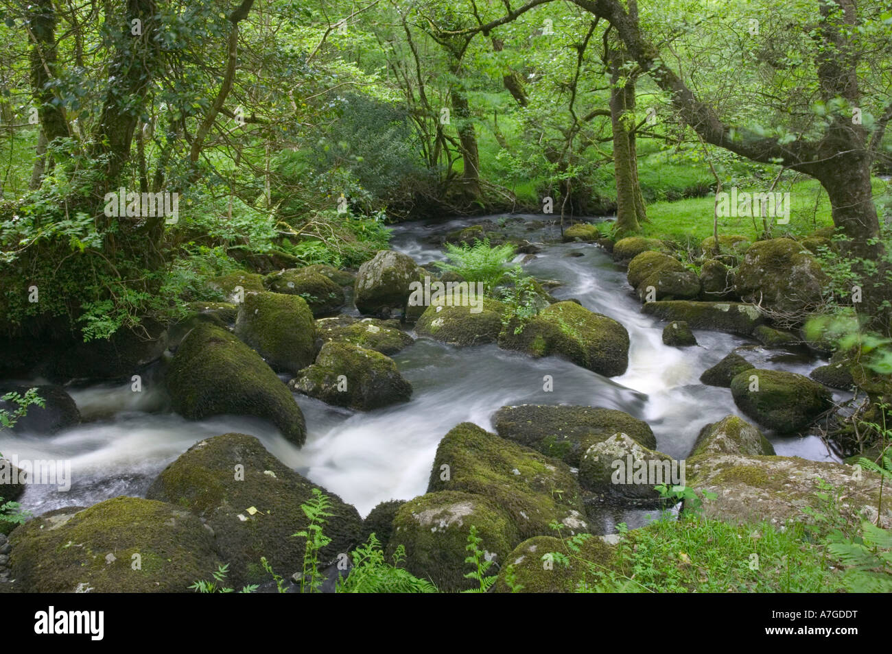 Une rivière coule sur les rochers, la lande en passant par des boisés de chênes nr The Haytor Dartmoor National Park Grande-bretagne Devon Banque D'Images