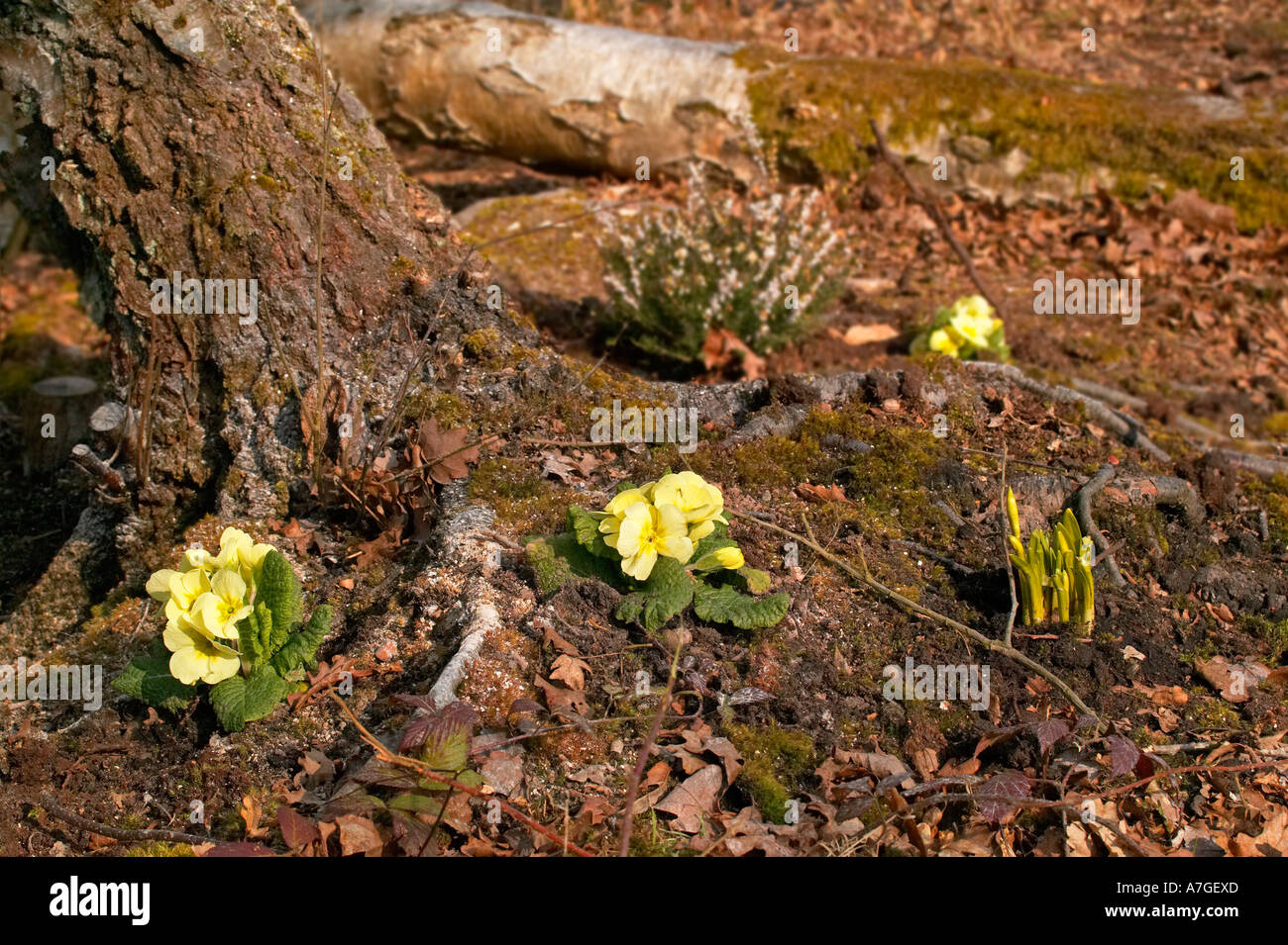 Les fleurs de printemps dans les bois Banque D'Images