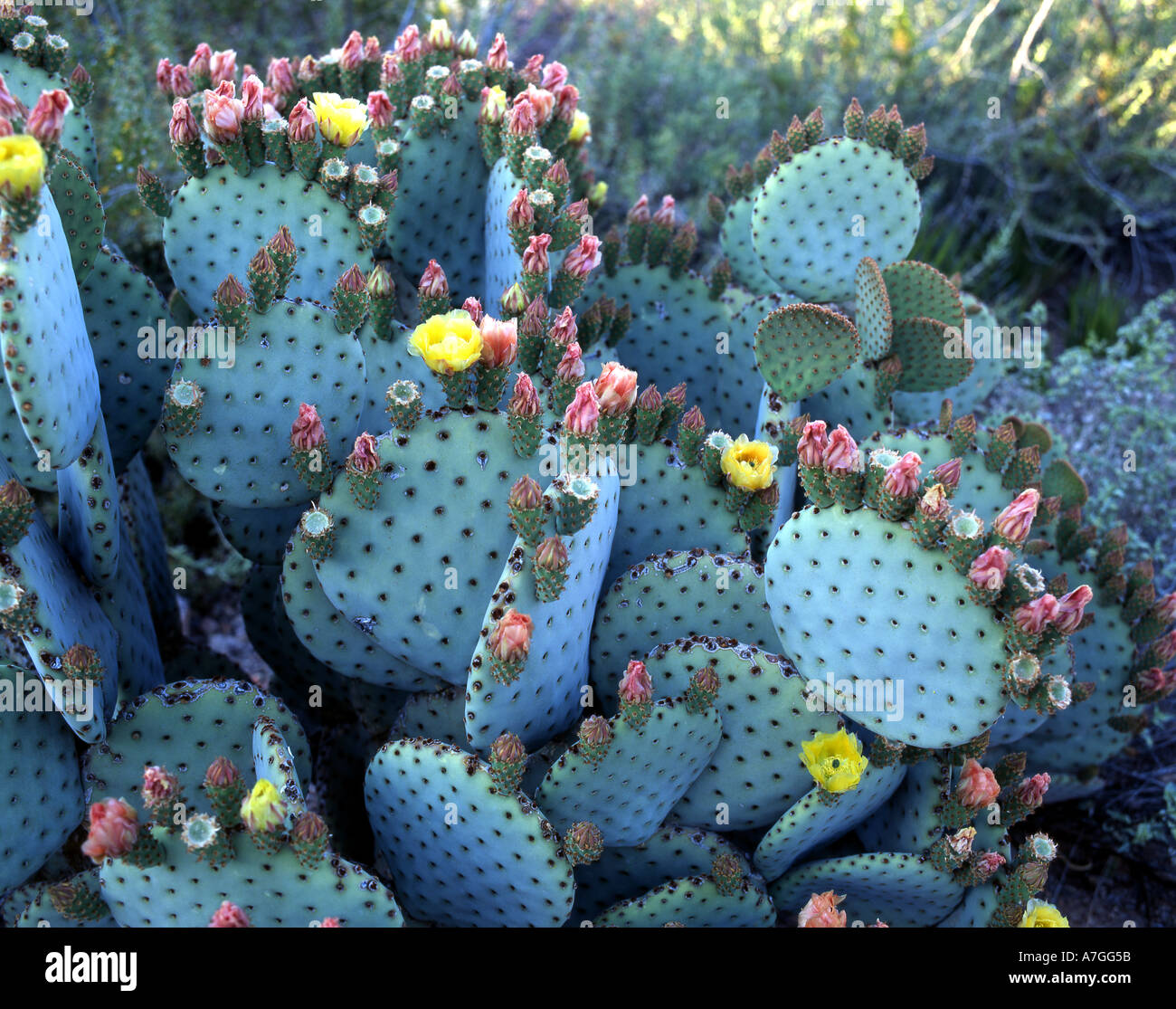 Cactus queue de castor, un type de figuier de barbarie, Desert Botanical  Gardens, Phoenix, Arizona Photo Stock - Alamy