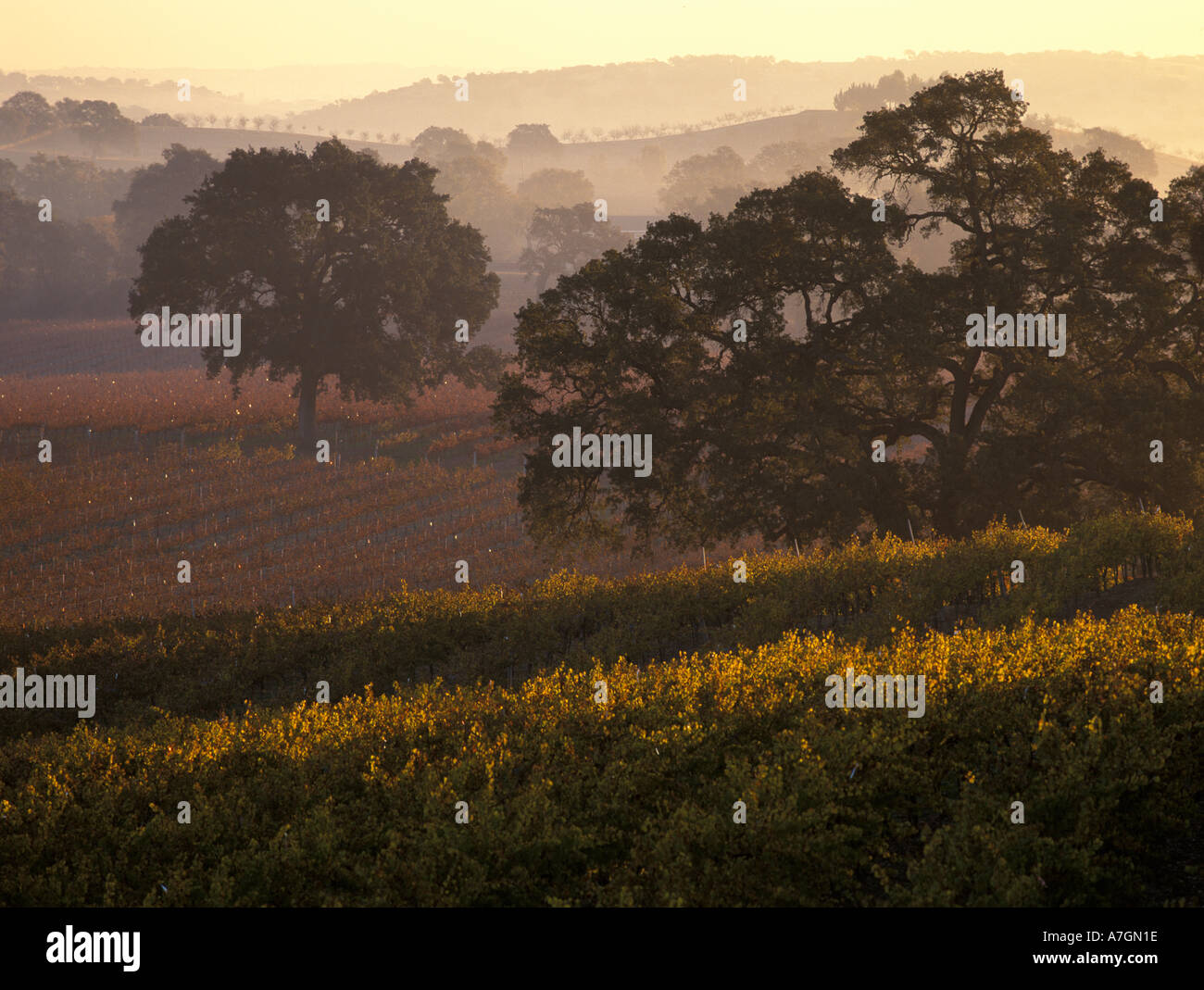 La Californie, Paso Robles Ava, Dawn et couleurs d'automne avec de vieux chênes Banque D'Images