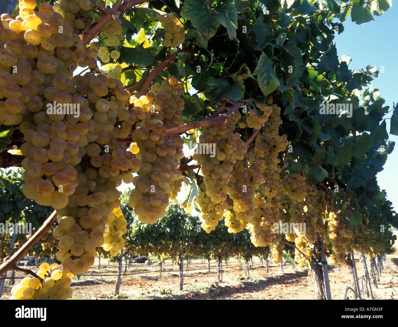 États-unis, Californie, Arroyo Grande Ava, San Luis Obispo. Chardonnay du vignoble Talley le jour de la récolte. Banque D'Images