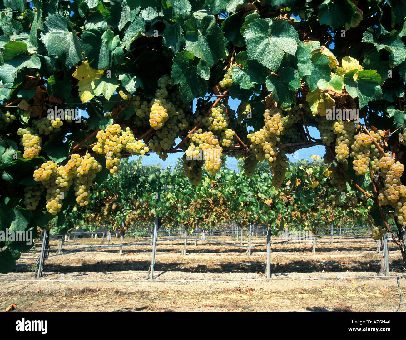 États-unis, Californie, Arroyo Grande Ava, San Luis Obispo. Chardonnay du vignoble Talley Banque D'Images