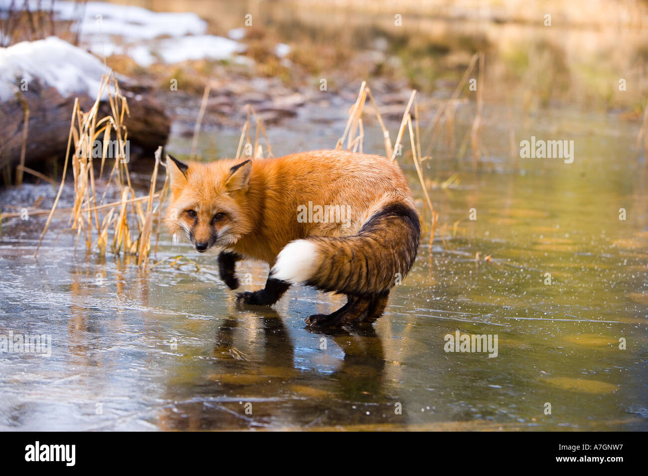 Red Fox sur glace de rivière, Montana Banque D'Images