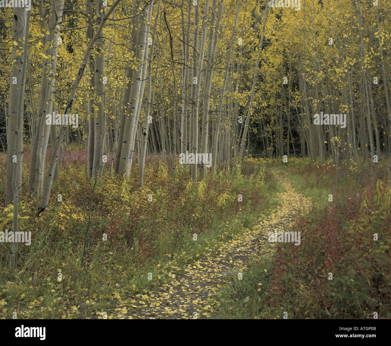 N.A., USA, Californie, San Isabel National Forest, voie d'exposition à l'automne de peuplier faux-tremble Banque D'Images
