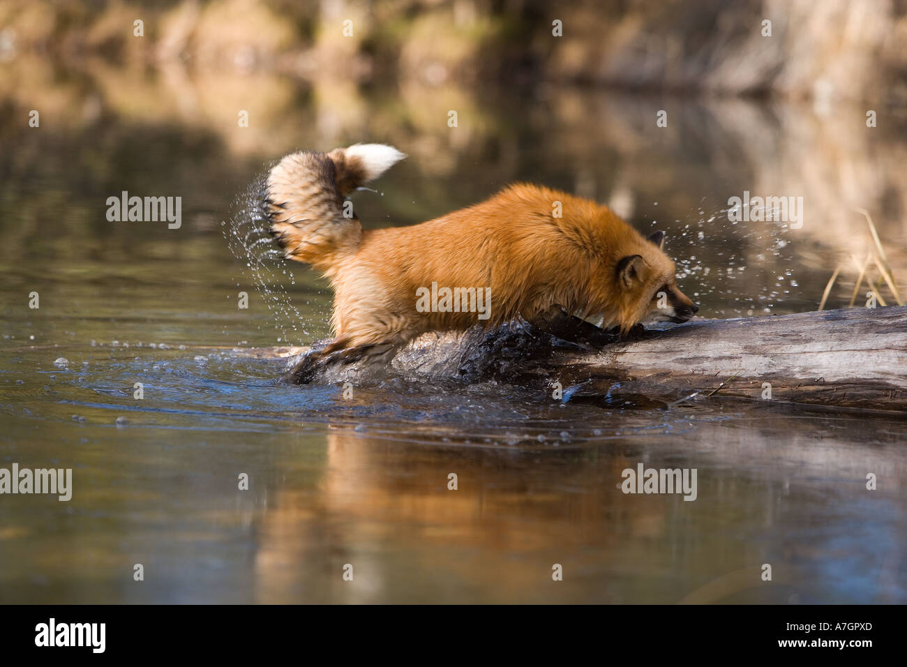 Red Fox sur frozen river, Montana Banque D'Images