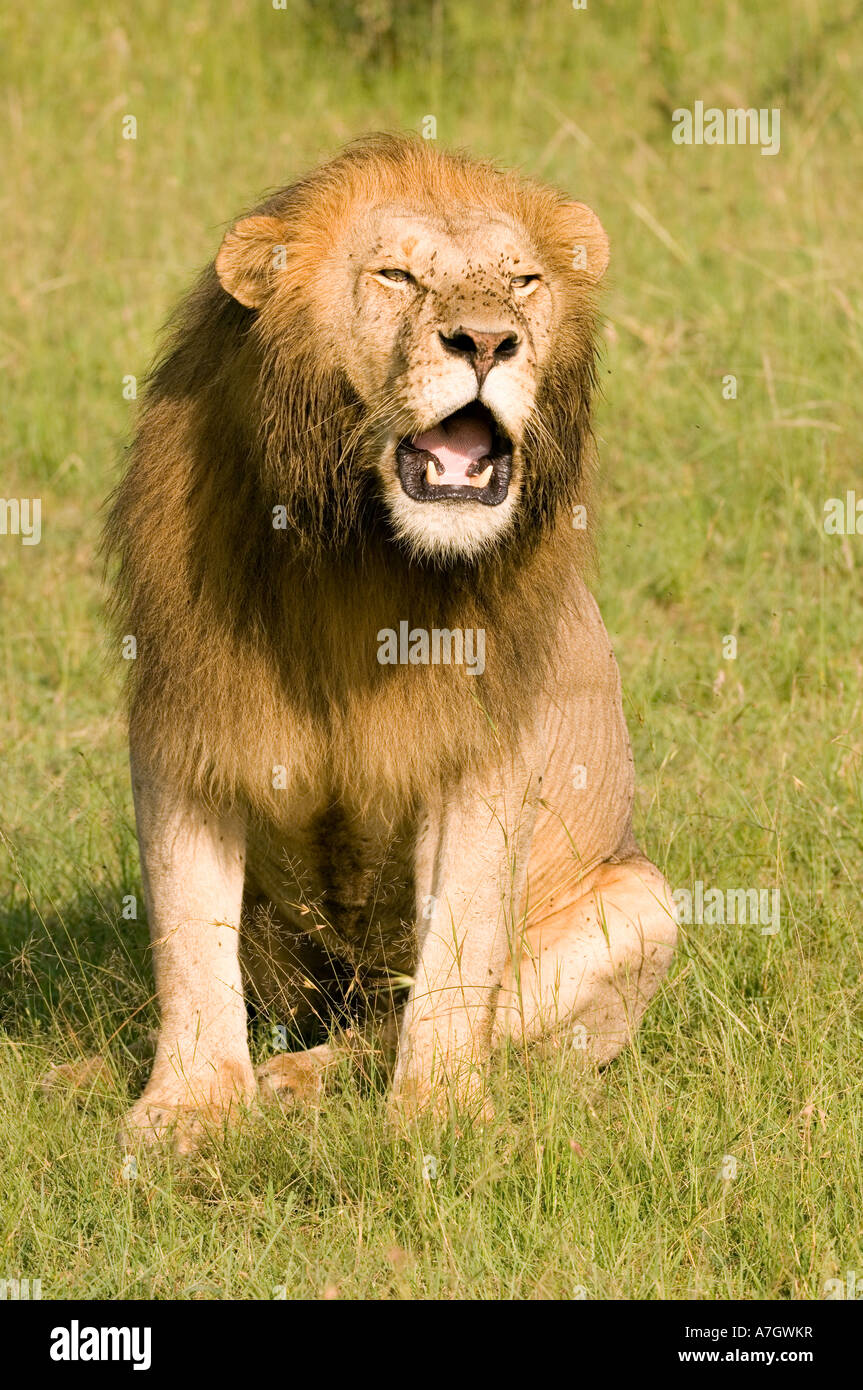 Roaring lion mâle de Maasai Mara au Kenya Banque D'Images