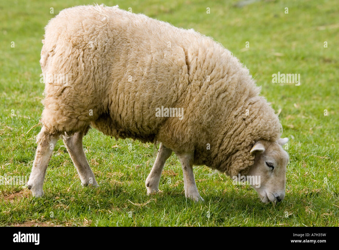 Beltex sheep breed ewe Banque de photographies et d'images à haute  résolution - Alamy