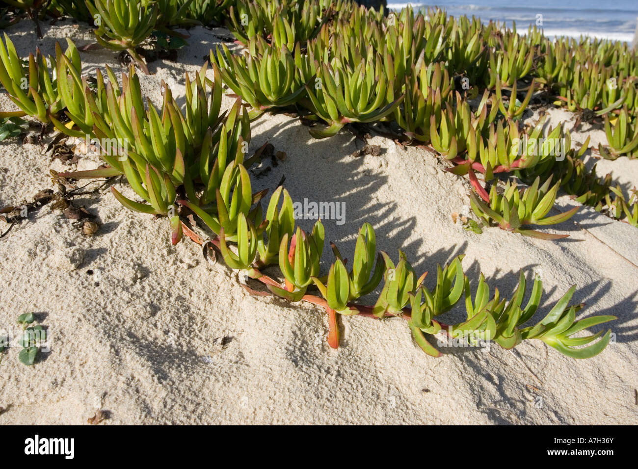 Carpobrotus edulis succulentes exotiques envahissantes menacent la flore sur dunes de sable côtières Espagne Banque D'Images