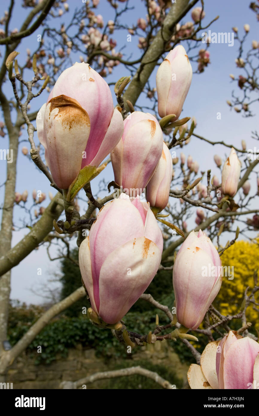 Magnolia arbre avec des boutons de fleurs sur le point d'ouvrir au printemps 2007 UK Cotswolds Banque D'Images