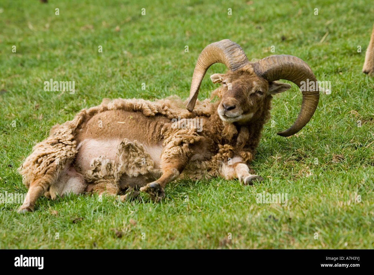 Moutons Soay ram projetant sa race rare toison Trust Cotswold Farm Park Banque D'Images