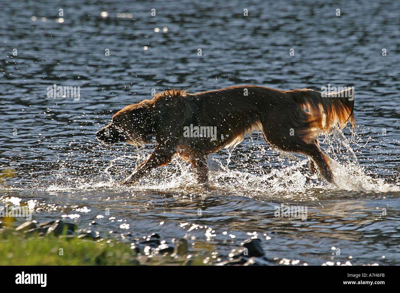 Chien dans un lac tournant Banque D'Images