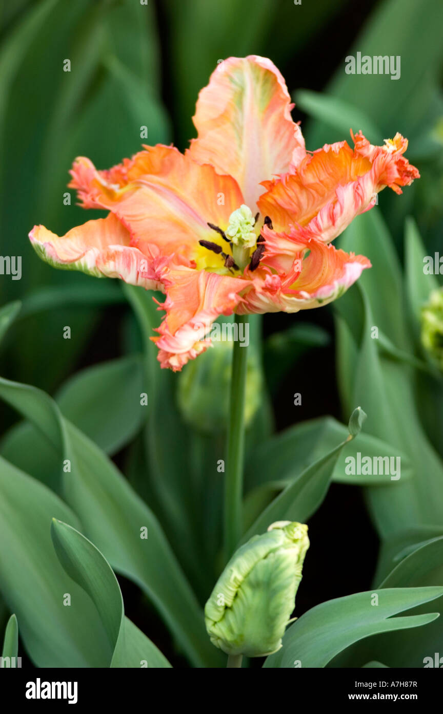 Parkiet Parrot Tulip var APRICOT PARROT dans les jardins de Keukenhof, lisse, Holland Banque D'Images