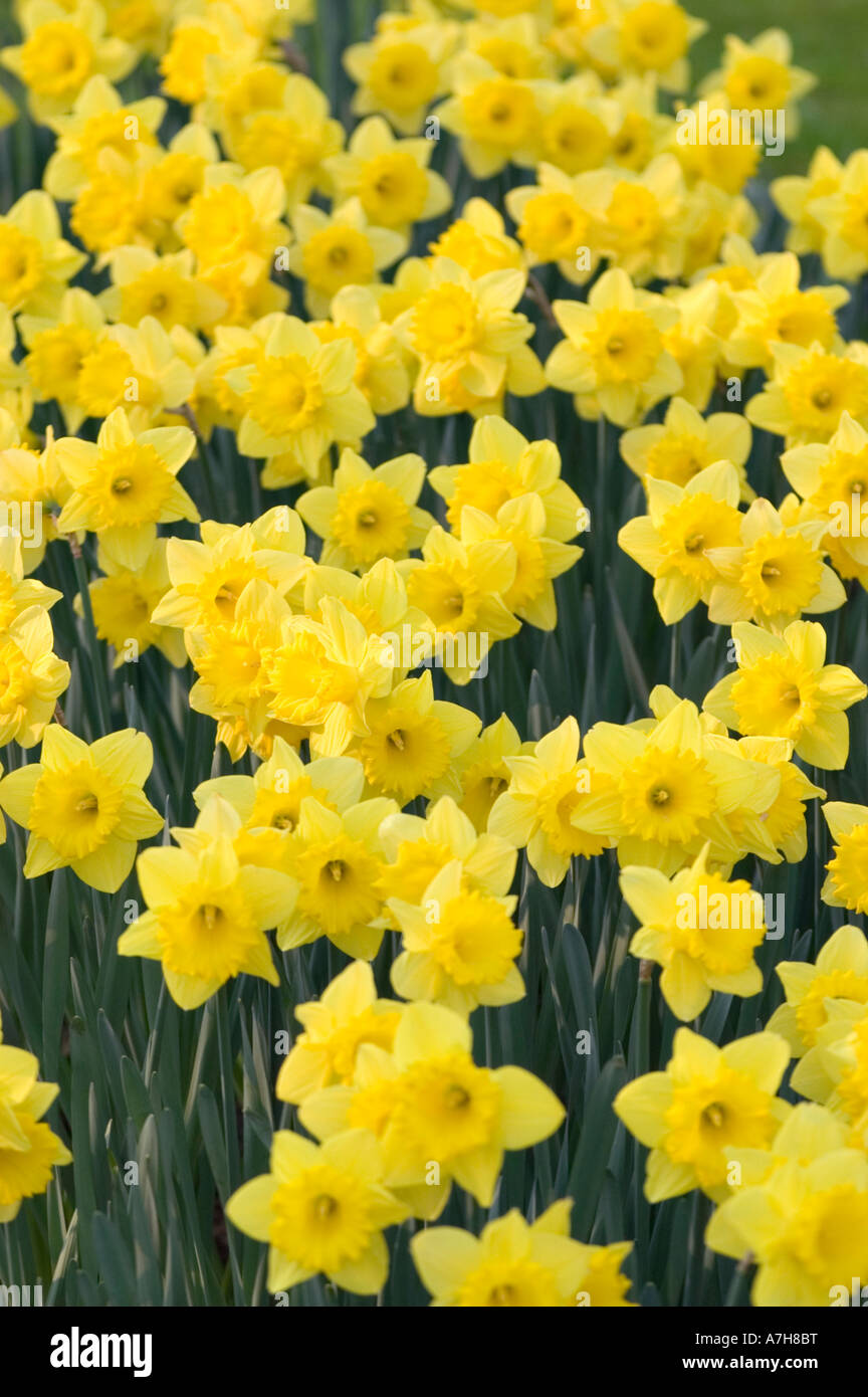 Fleurs jaune Narcissus DUTCH MASTER var, jardins de Keukenhof, lisse, Holland Banque D'Images