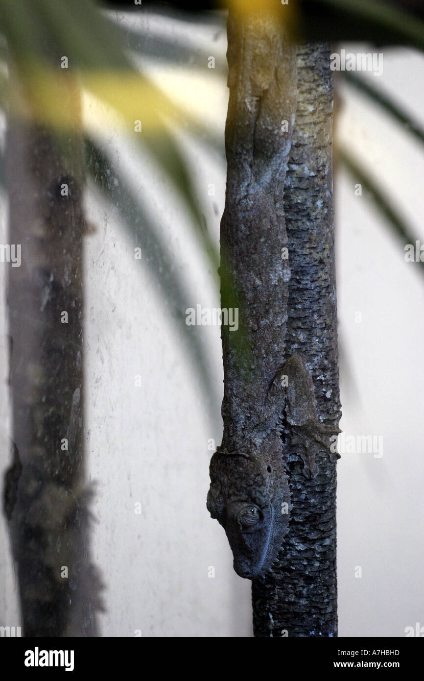 L'Uroplatus fimbriatus gecko. Banque D'Images