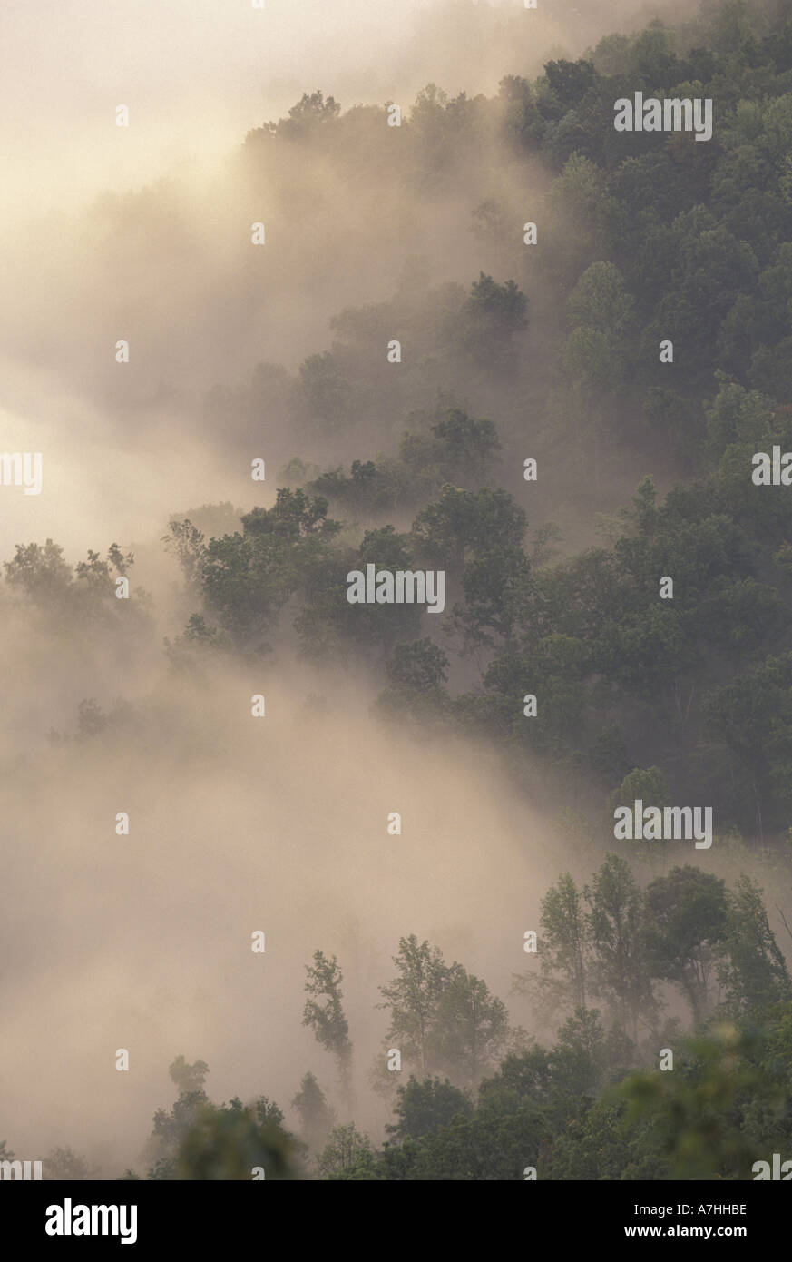 NA, USA, New York, Royaume venu State Park. La brume entre les arbres, Plateau Cumberland, les Appalaches, de Pine Mountain. Banque D'Images