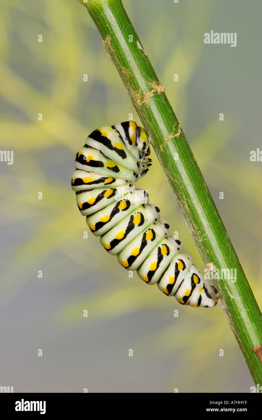 Black Swallowtail butterfly caterpillar commence à tourner sa chrysalide par fixation d'abord lui-même en toute sécurité à la tige verte. Banque D'Images