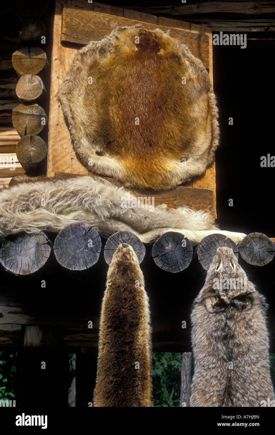 Des peaux de fourrures, peaux de fourrure, peaux d'animaux, les peaux animales, ancien village indien Chena, village Athabascan, périphérie de Fairbanks, Alaska, United States Banque D'Images