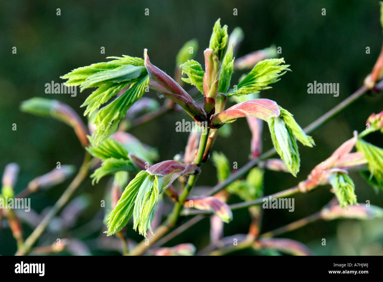 Les nouvelles pousses jaillissent sur Acer shirasawanum aureum AGA auparavant un japonicum aureum durant la fin d'avril Banque D'Images