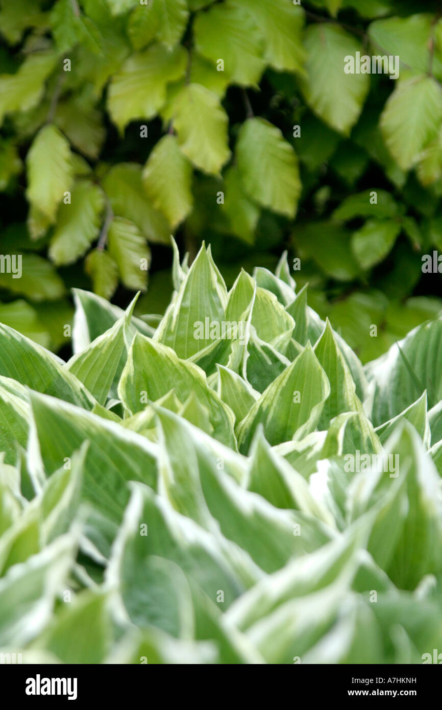 Hosta undulata aureomarginata Thomas Hogg Banque D'Images