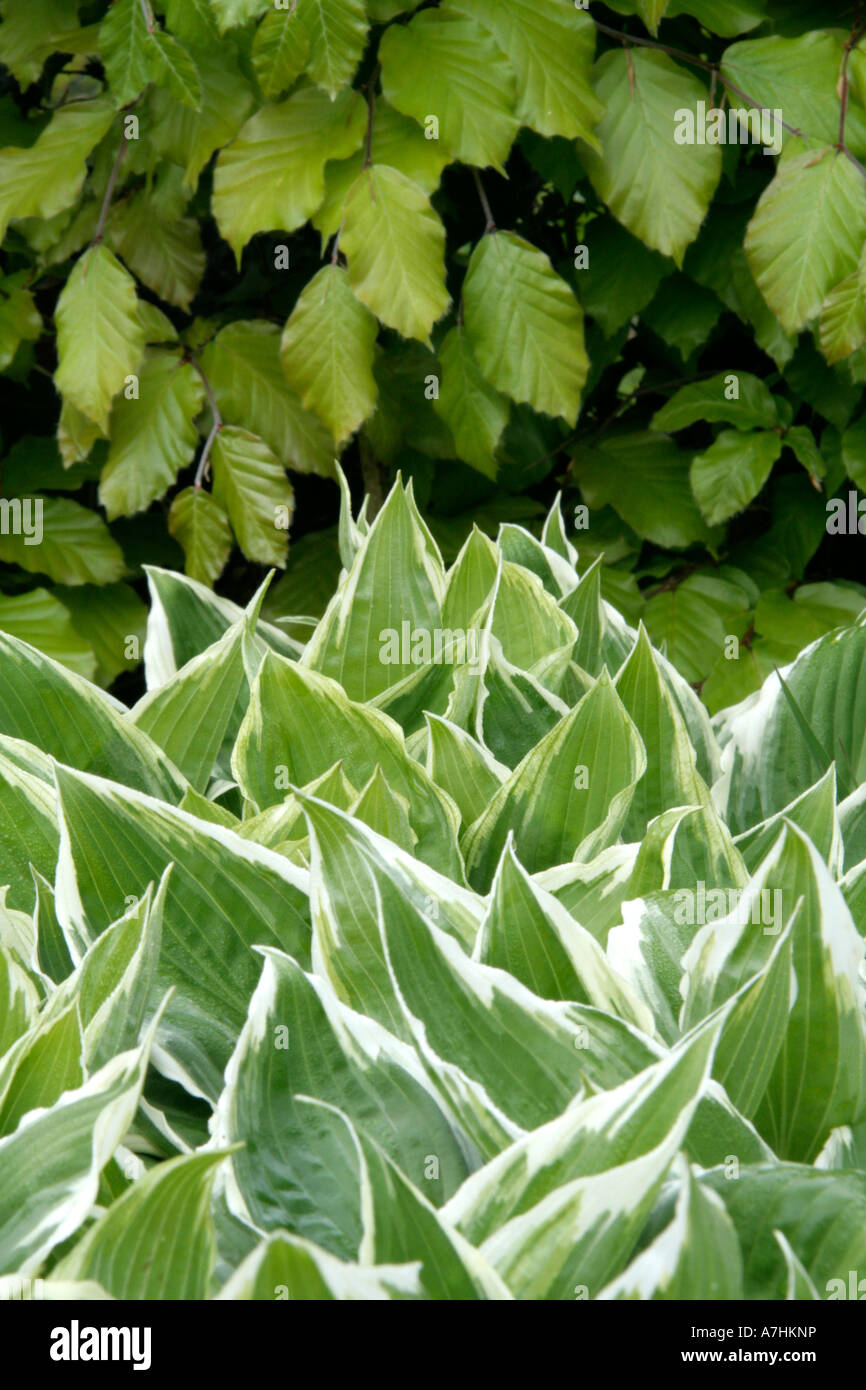 Hosta undulata aureomarginata Thomas Hogg Banque D'Images