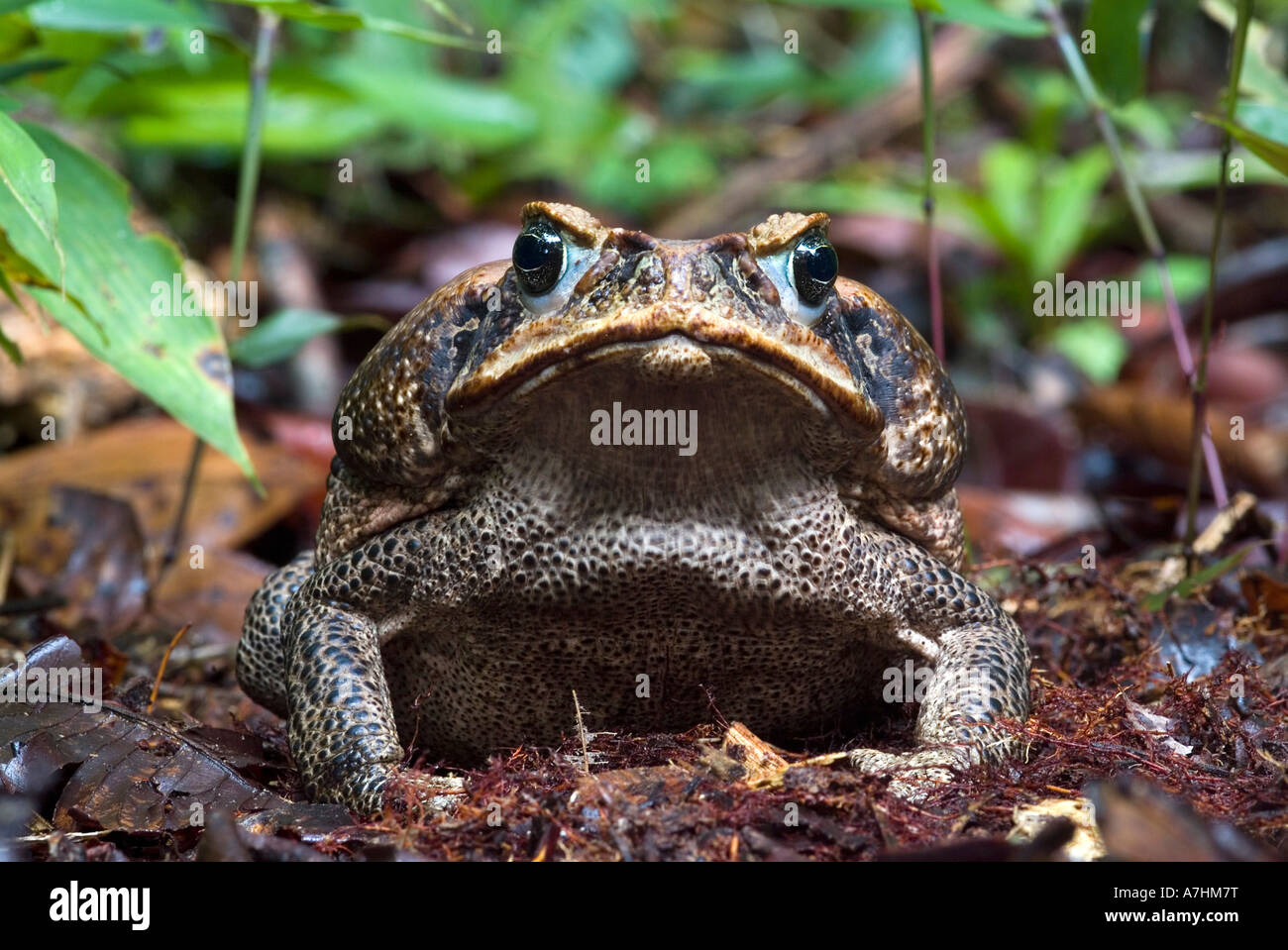 Canne OU MARINE TOAD Bufo marinus Amazonian Banque D'Images