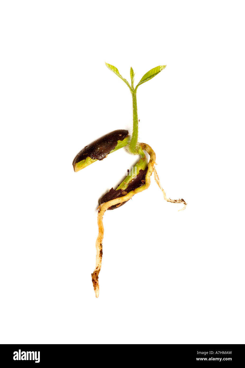 Pouteria CAIMITO ABIU ou semis à partir de graines en germination caimito Banque D'Images