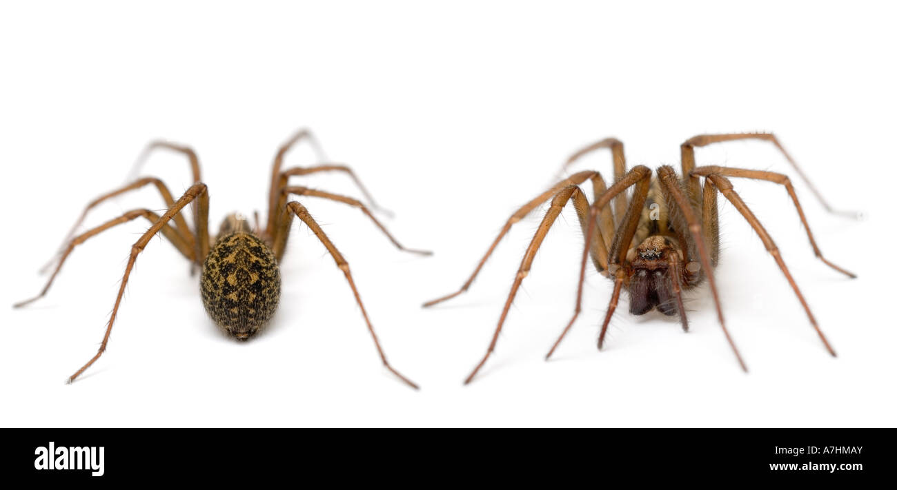 Chambre coupe-ARAIGNÉE Tegenaria domestica Photo Stock - Alamy