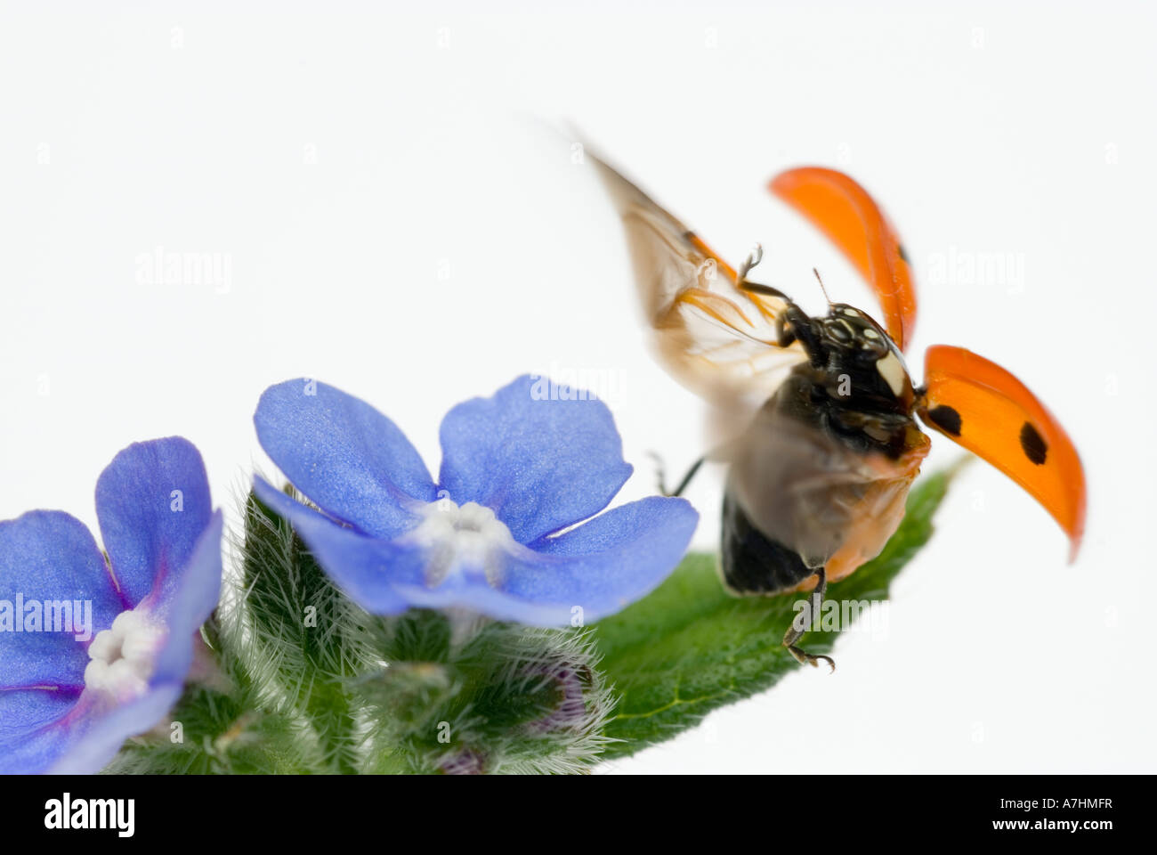 7-spot ladybird Ladybird septième place en vol Coccinella septempunctata ou Coccinella 7-punctata Banque D'Images