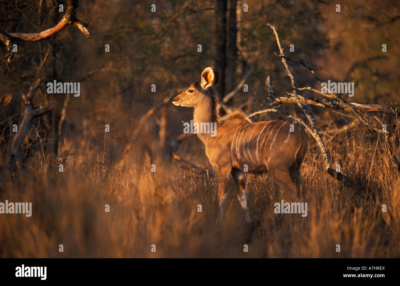 Nyala Tragelaphus angasi Hlane Royal National Park Swaziland Banque D'Images