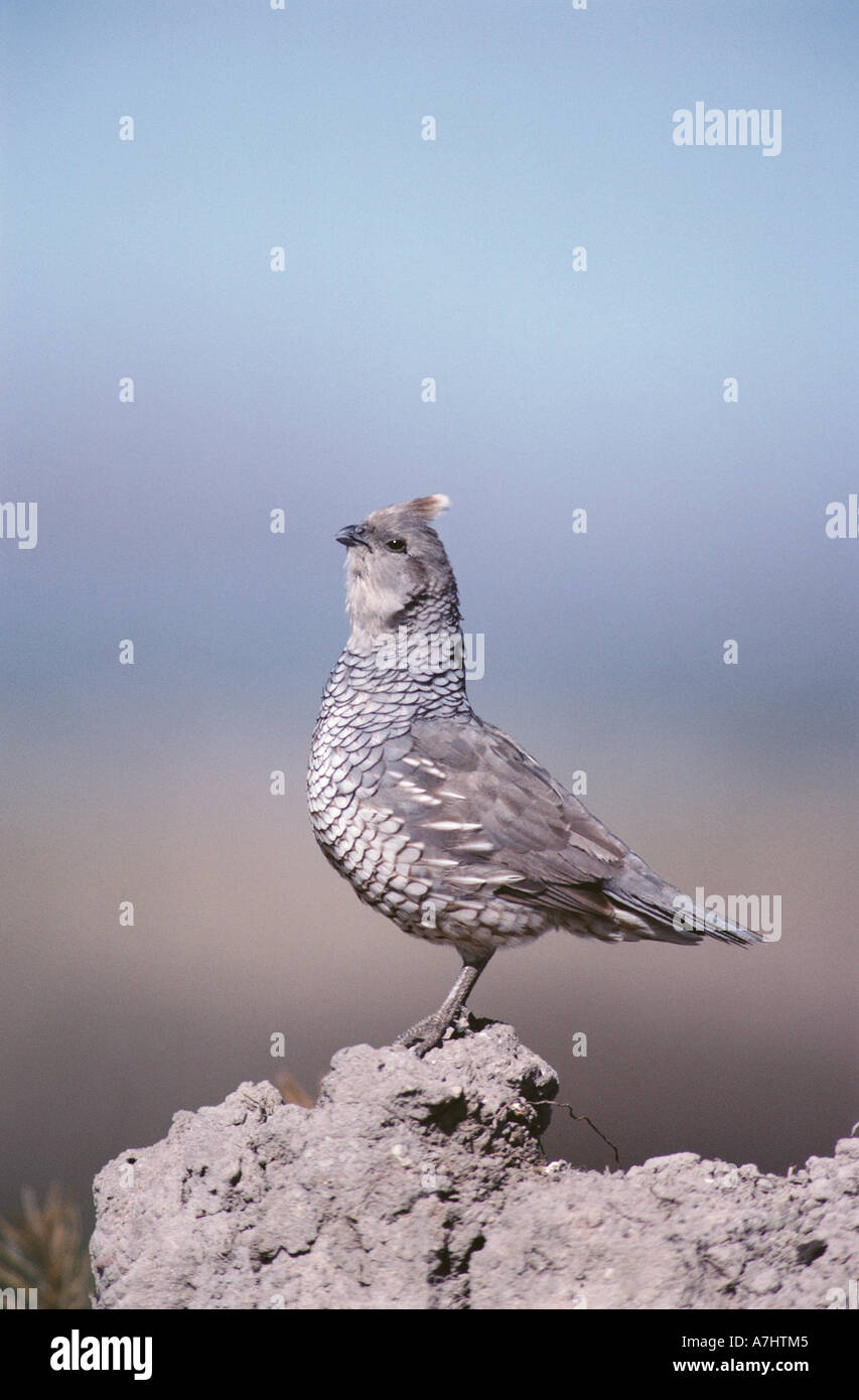 Cailles à l’échelle Banque D'Images