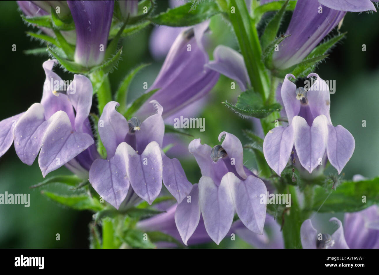 Lobelia siphilitica. Le cardinal bleu fleur. Banque D'Images