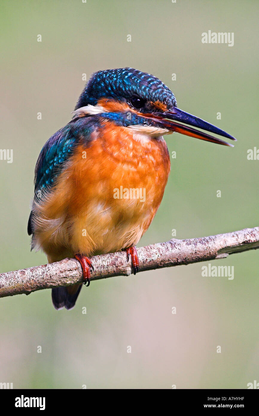 Kingfisher Banque D'Images